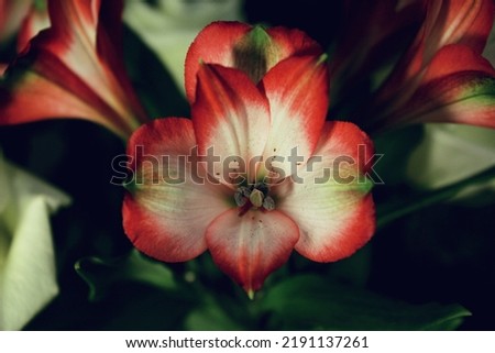Alstroemeria (Peruvian lily). The photo can be used for the background on websites, for placement on packages, postcards.