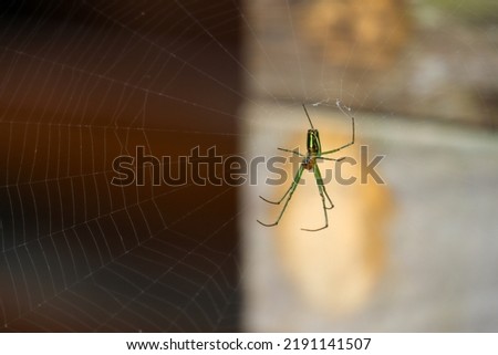selective focus on the spider Argiope aurantia which is making its nest to be used as a trap for other insects. beautiful spider photo
