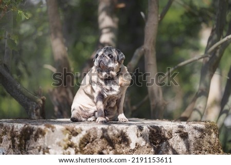 portrait of an old pug dog in the forest