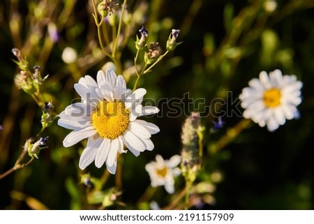 Field flowers of blooming chamomile growing in meadow close-up in evening before sunset. Royalty-Free Stock Photo #2191157909