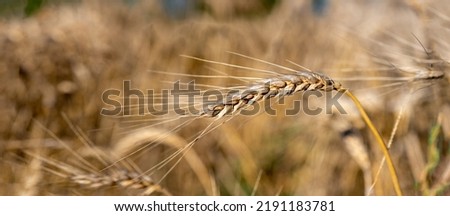 Ear of wheat in field, single, close-up.
