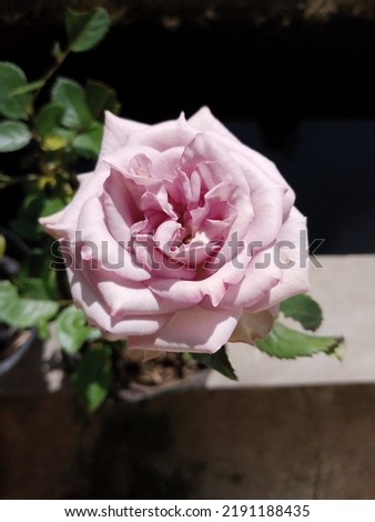 selective focus image of beautiful soft lilac roses in the garden, roses with texture color soft lilac and purple in line with isolated nature background 
