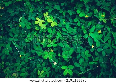 Abstract image of beautiful green leaves in nature.