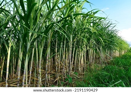 Sugarcane field with full grown crop, sugar cane agricultural economy. sugarcane is a grass of poaceae family. it taste sweet and good for health. Well known as tebu in malaysia