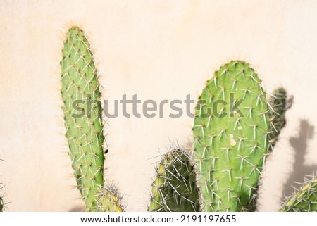  green cactus on pink background