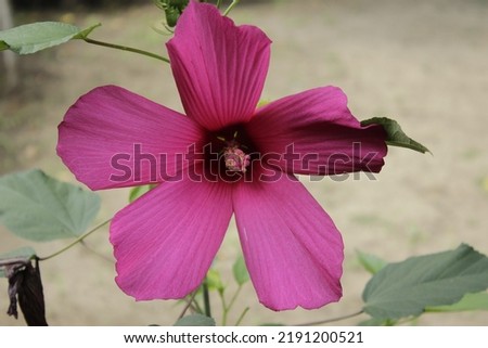 Big pink purple flower with leaves
