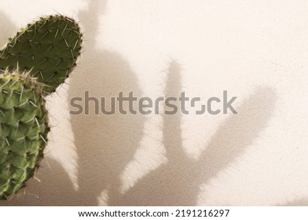 cactus shadows on a pink background Royalty-Free Stock Photo #2191216297