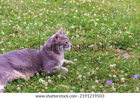 cat of the Abyssinian breed lies on the field with copy space