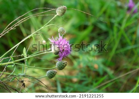 Carduus plant with purple flowers, family Asteraceae, and the tribe Cardueae. Selective focus
