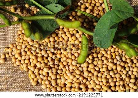 Ripe soybean seeds with unripe soybeans in the pod. Soybeans, close. A stem with green soybean pods on a background of dry soybeans. Green soybean pods on dry soybeans. The concept of a good harvest Royalty-Free Stock Photo #2191225771