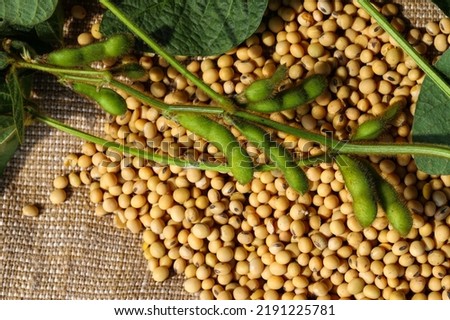 Ripe soybean seeds with unripe soybeans in the pod. Soybeans, close. A stem with green soybean pods on a background of dry soybeans. Green soybean pods on dry soybeans. The concept of a good harvest Royalty-Free Stock Photo #2191225781