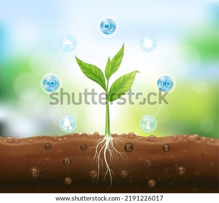 Mineral fertilizer. Seedling growing from fertile ground with underground roots close up and have technology icon about minerals. Agriculture concept. Use ad the agricultural industry. Vector EPS10. Royalty-Free Stock Photo #2191226017