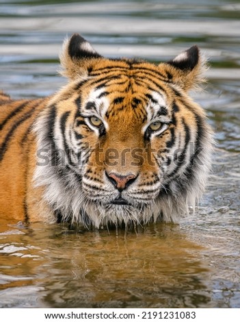 Close up portrait of Indian Tiger standing in a river with eye contact at the wildheart animal sanctuary in Sandown, Isle of wight