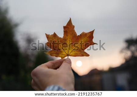 colorful multi-colored autumn maple leaves in hand against the background of a gray sky and the setting sun. Autumn mood. Hello, Autumn.