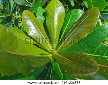Nature Background,beautiful view of nature leaf.Thailand.Leaves,nature pictures,closeup green leaf background.