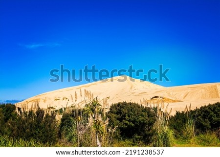Golden hills of Giant sand dunes behind a green wall of the bush. Cloudless blue sky over Te Paki, Northland, Far North, New Zealand