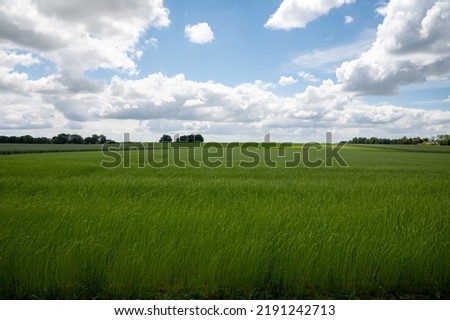 Green fields of flax linen plants in agricultural Pays de Caux region, Normandy, France Royalty-Free Stock Photo #2191242713
