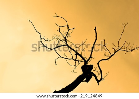Silhouette tree branch on orange sky.