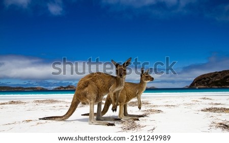 Esperence Lucky Bay Beach Kangaroo Western Australia