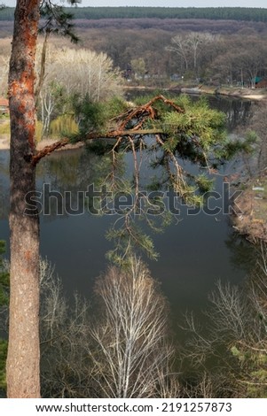 Pine tree branch close-up on sunny river bank in spring. Cossack mountain, Korobovy Hutora (Koropove village) on Siverskyi Donets River in Ukraine
