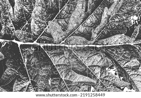 Distressed overlay wooden leaf macro texture with streaks. grunge black and white background. abstract halftone vector illustration