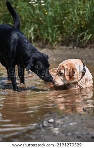 Fawn and black labrador in a muddy puddle in the summer heat, village