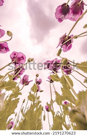 pink poppies on a field and blue sky
