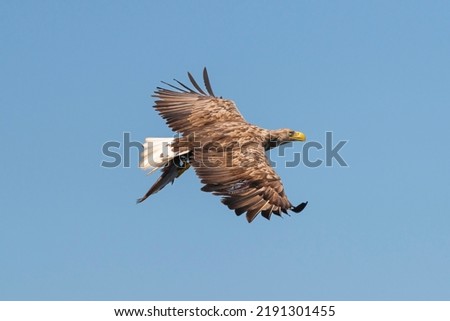 White tailed eagle - haliaeetus albicilla - in flight with caught fish with spread wings on blue sky background. photo from Szczecin Lagoon in Poland.