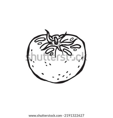 Vector hand-drawn illustration of a product for Italian cuisine. Tomato