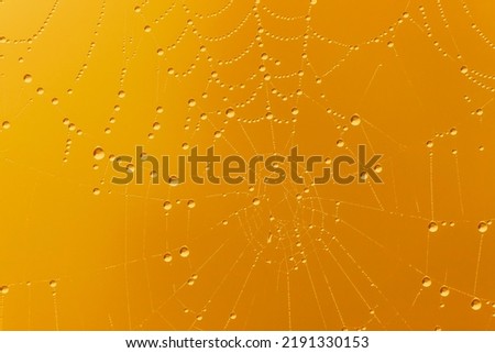 abstract autumnal background: close up of rain drops on cobweb