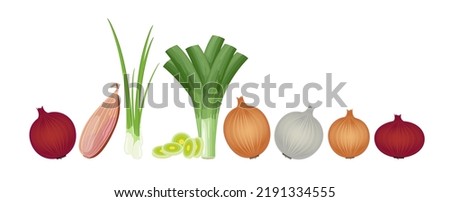 Onion in assortment: shallot, chives, leek, red, white and yellow onion, vector illustration isolated on white background, banner Royalty-Free Stock Photo #2191334555