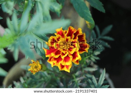 marigold flower on green background