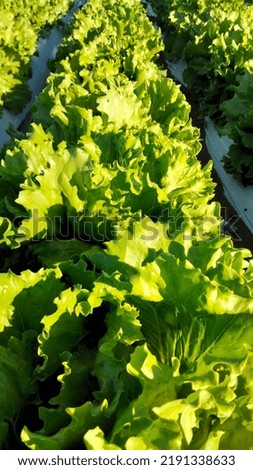 lettuce farm pictures in the fields