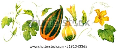 Pumpkins watercolor. Autumn clip art. Pumpkins, flowers, leaves painted in watercolor. Decor for the holidays. For the design of postcards, packages, etc.