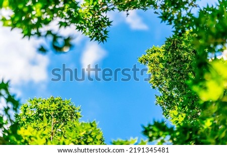Summer time greenery foliage on a blue sky background. Summer greenery in summer time Royalty-Free Stock Photo #2191345481