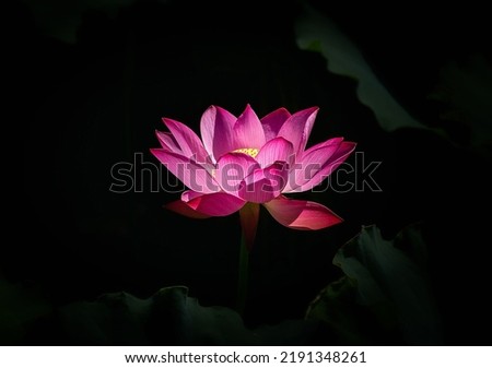 Close-up of a pink lotus flower with sunshine on the pond against black background, South Korea 
