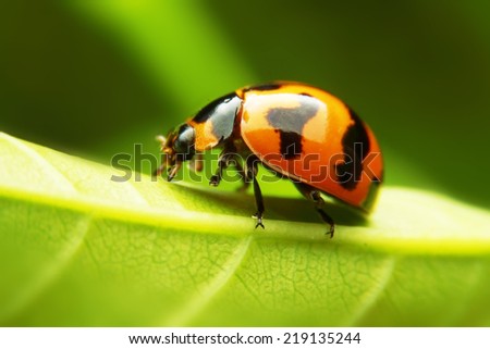 Ladybug sitting on a fresh green leaf.