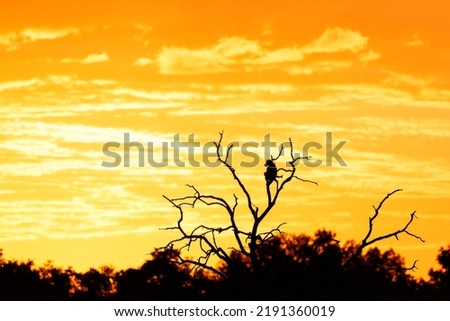 baboon male. Silhouette of a baboon in a tree at sunrise in a Game Reserve in the Tuli Block in Botswana                      