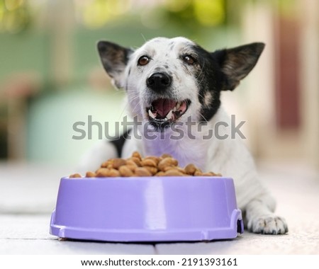 Cute black and white dog eating kibble dog food from a bowl in backyard. Royalty-Free Stock Photo #2191393161