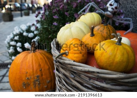 Basket with beautiful orange pumpkins against the background of flowers and the street. A spider with a skull sits on pumpkins. Autumn festival, Halloween. Festive decor.
