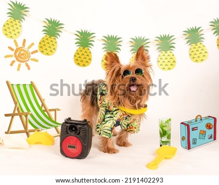 
yorkie puppy on the beach