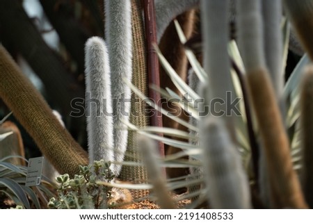 Cleistocactus Strausii (Silver Torch) cactus close up on the wooly spikes

