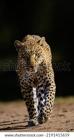 the leopard in the  wilderness