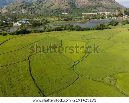 drone shot aerial view top angle bright sunny day cloudy paddy fields fertile cultivation agricultural landscape India tamilnadu madurai ruralscape rainforest wallpaper background 