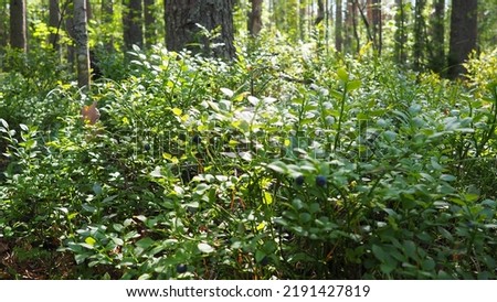Blueberry, or Blueberry myrtle Vaccinium myrtillus, a low-growing shrub, a species of the genus Vaccinium of the family Heatheraceae. Forest wild blue purple berries and green leaves. Picking berries Royalty-Free Stock Photo #2191427819