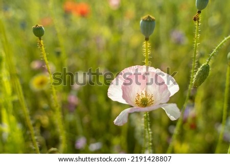 Pastel pink poppies flowers against the sunset. Beautiful summer landscape. Poppy field at sunset.