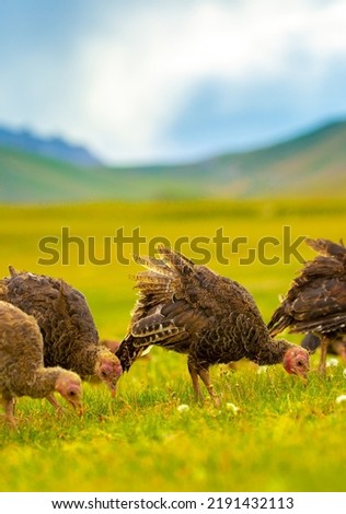 Turkeys walk on the grass in a green meadow in a pasture. Animal husbandry and agriculture in the mountains.