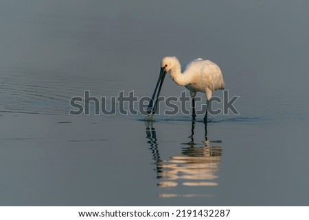   Beautiful Eurasian Spoonbill or common spoonbill (Platalea leucorodia) walking in shallow water hunting for food at sunrise. Gelderland in the Netherlands.                                           