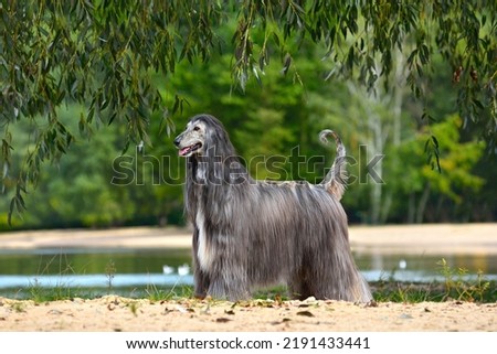 Beautiful Afghan Hound standing on a yellow sand background Royalty-Free Stock Photo #2191433441