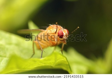 The fruitfly giving hi five - Drosophila melanogaster - macro photography  Royalty-Free Stock Photo #2191433515